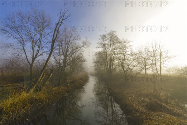 River in a Foggy Forest with Bare Tree and Sunlight in Locarno, Ticino, Switzerland, Europe