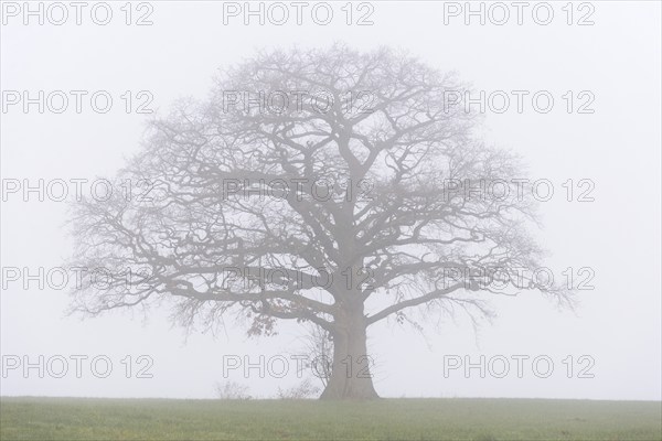 Oak tree (Quercus), bare solitary tree in a meadow in the fog, North Rhine-Westphalia, Germany, Europe