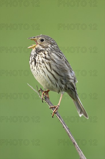 Corn bunting (Emberiza calandra, Miliaria calandra), calling while sitting on a branch, Lake Neusiedl National Park, Seewinkel, Burgenland, Austria, Europe