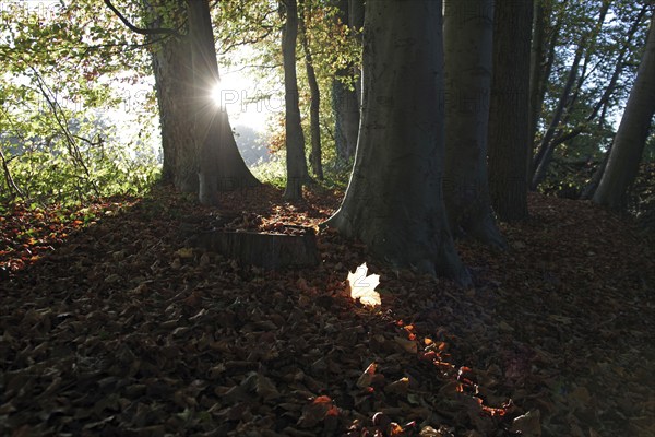 Landscape, Forest, Leaves, Autumn, Sunlight, The leaves on the forest floor are illuminated by the sun's rays
