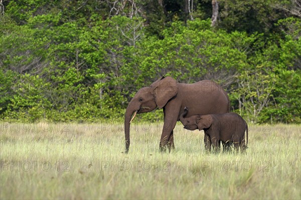 African forest elephants (Loxodonta cyclotis) in a clearing in Loango National Park, Parc National de Loango, mother with young, Ogooué-Maritime Province, Gabon, Africa