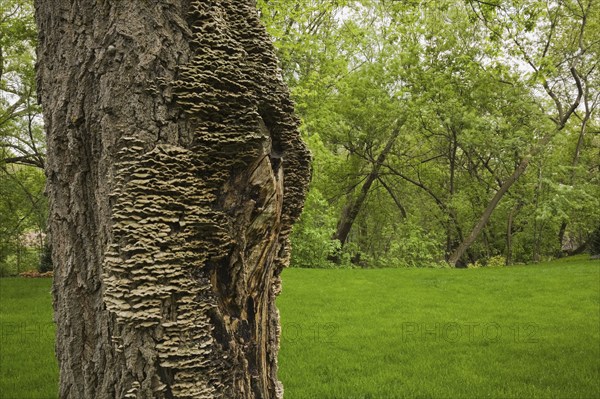 Close-up of large Acer, Maple tree trunk and bark covered with Mushroom, Fungi growth in spring, Quebec, Canada, North America