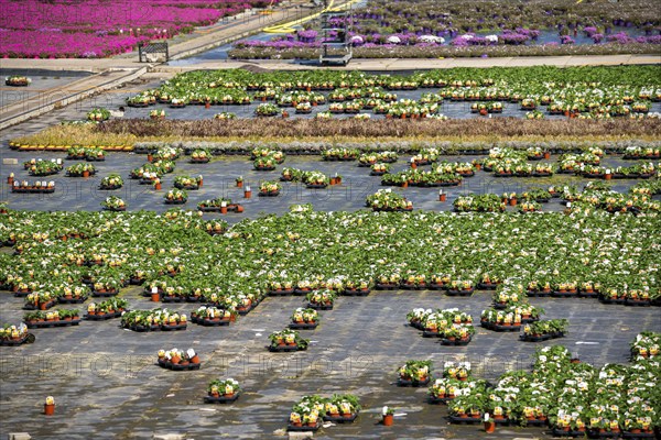 Nursery, plant breeding, ornamental plants grow in flower pots, outdoors, Düsseldorf-Volmerswerth, Germany, Europe