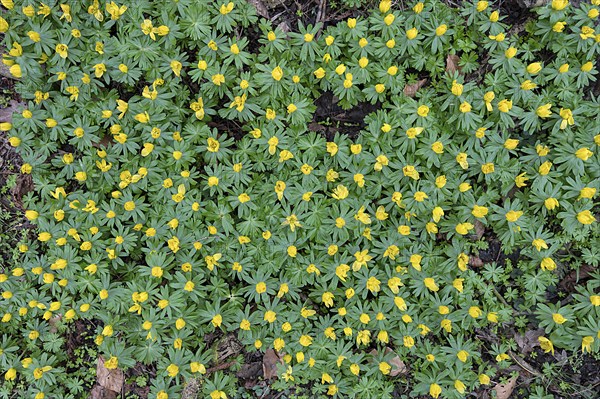 Winter aconites (Eranthis) in bloom in the forest, Mecklenburg-Western Pomerania, Germany, Europe