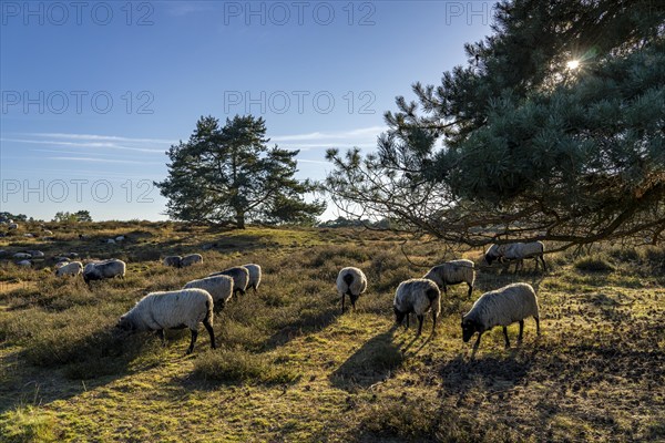 Herd of Heidschnucken, sheep grazing in the Westruper Heide, in the Hohe Mark Westmünsterland nature park Park, near Haltern am See, heather blossom, North Rhine-Westphalia, Germany, Europe