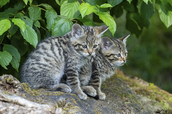 Two young striped kittens sitting on a tree stump in the forest, wildcat (Felis silvestris), kittens, Germany, Europe
