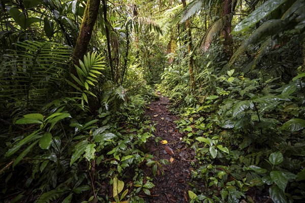 Narrow hiking trail in the tropical rainforest, dense green vegetation, Laguna de Hule, Refugio Nacional de Vida Silvestre Mixto Bosque Alegre, Alajuela province, Costa Rica, Central America