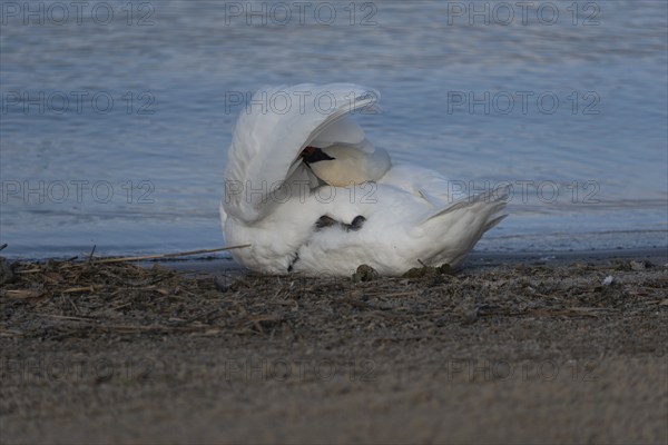Mute swan (Cygnus olor) preening itself on the shore of Lake Plau, Ganzlin, Mecklenburg-Western Pomerania, Germany, Europe