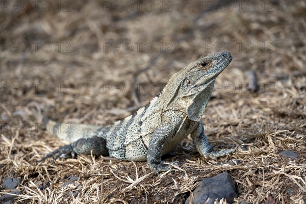 Black spiny-tailed iguana (Ctenosaura similis), adult female, Carara National Park, Tarcoles, Puntarenas Province, Costa Rica, Central America