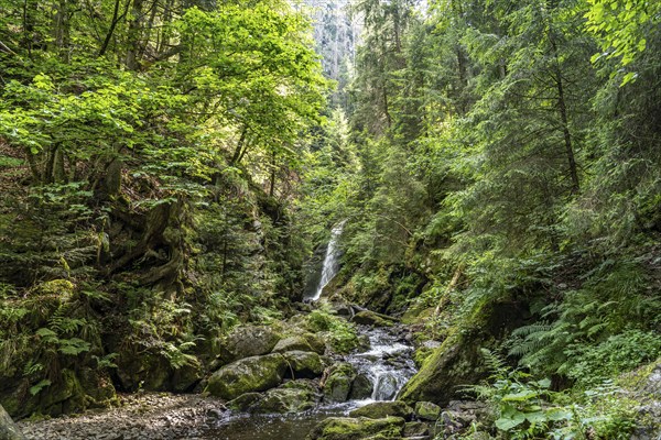 Waterfall Großer Ravennafall in the Ravenna Gorge near Breitnau, Black Forest, Baden-Württemberg, Germany, Europe