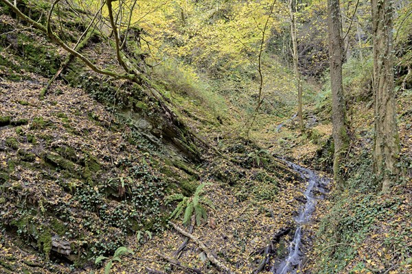 Dortebach valley in autumn, the Dortebach flows through a narrow side valley of the Moselle, Rhineland-Palatinate, Germany, Europe