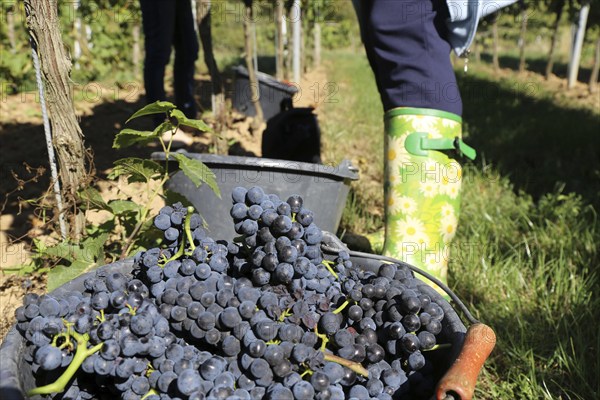 Grape grape harvest: Hand-picking Pinot Noir grapes in the Palatinate (Norbert Groß Winery, Meckenheim)