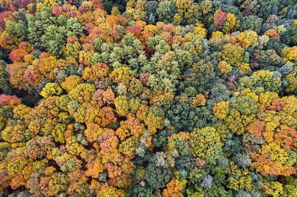 Mixed forest in autumn, colouring, aerial view, forest, autumnal, Ahlhroner Fischteiche, Niedersächsische Landesforst, Ahlhorn, Lower Saxony, Germany, Europe