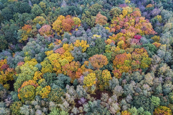 Mixed forest in autumn, colouring, aerial view, forest, autumnal, Ahlhroner Fischteiche, Niedersächsische Landesforst, Ahlhorn, Lower Saxony, Germany, Europe
