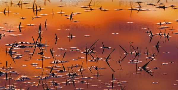 Waterlogged wheat field, young plants submerged in water as silhouettes, in winter after heavy rainfall, with the reflection of late evening light in the water, Hesse, Germany, Europe