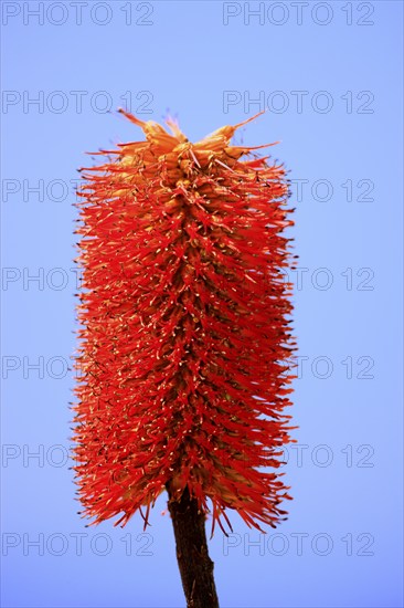 Aloe (Aloe dawei), flowering, California, USA, North America
