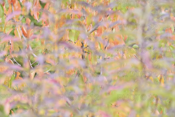 Wild cherry (Prunus avium), colourful autumn leaves, impressionistic, Moselle, Rhineland-Palatinate, Germany, Europe