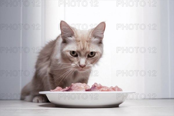 Cat in front of bowl with raw meat. KI generiert, generiert AI generated