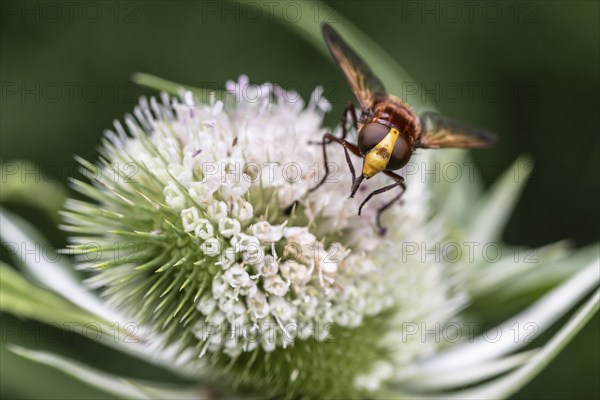 Hornet mimic hoverfly (Volucella zonaria) on teasel (Dipsacus sylvestris), Emsland, Lower Saxony, Germany, Europe