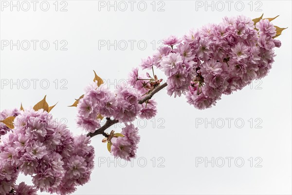 Japanese flowering cherry (Prunus serrulata Kanzan), Emsland, Lower Saxony, Germany, Europe
