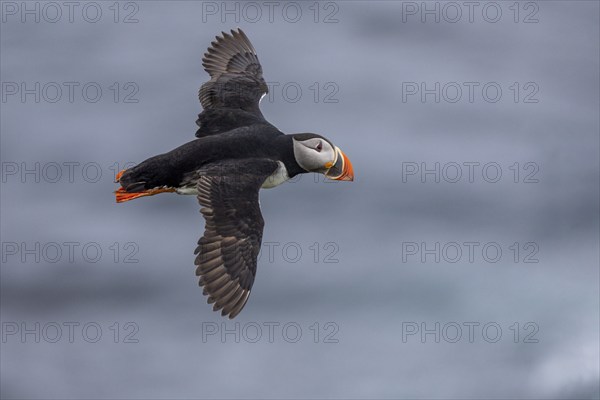 Puffin (Fratercula arctica), in flight, Grimsey Island, Iceland, Europe