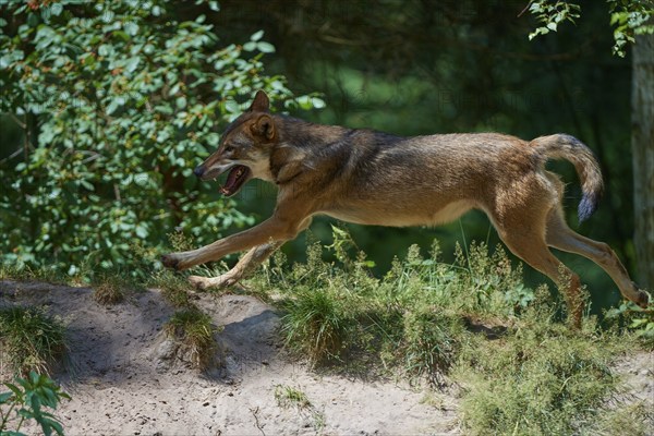 Gray wolf (Canis lupus), jumping in the forest, on a sandy hill, surrounded by green leaves and trees, summer, Germany, Europe