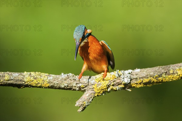 Common kingfisher (Alcedo atthis) sitting on a branch with autumncolours, wildife, Catalonia, Spain, Europe