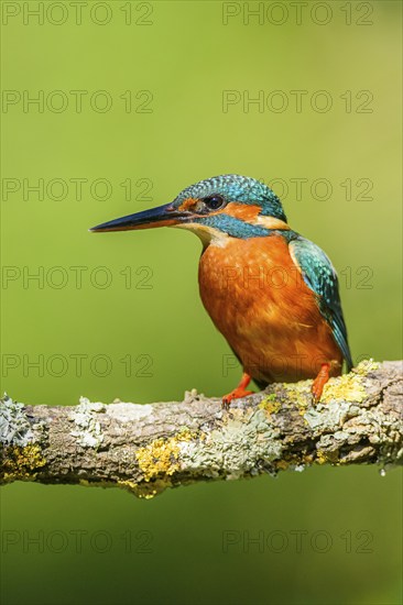Common kingfisher (Alcedo atthis) sitting on a branch with autumncolours, wildife, Catalonia, Spain, Europe