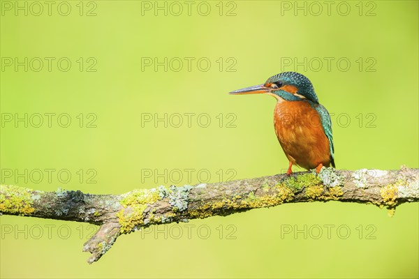 Common kingfisher (Alcedo atthis) sitting on a branch with autumncolours, wildife, Catalonia, Spain, Europe