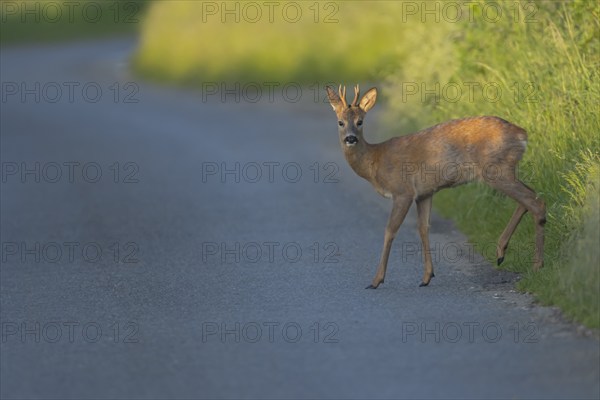 Roe deer (Capreolus capreolus) adult male buck animal preparing to walk across a country road, Suffolk, England, United Kingdom, Europe