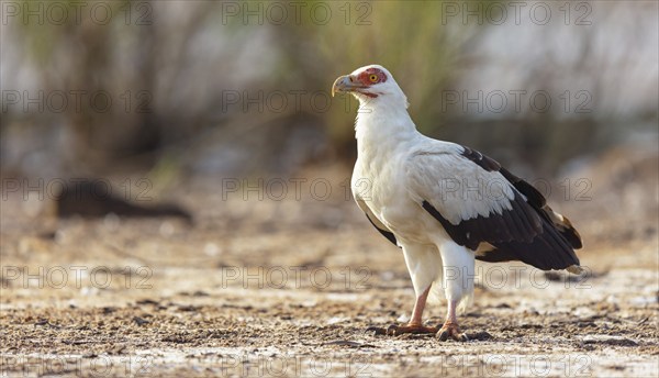 Palm Vulture, (Gypohierax angolnesis), Tujereng area, Tujereng, South Bank, Gambia, Africa