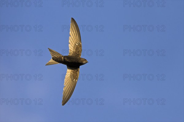 Common swift (Apus apus), family of swallows, Mannheim, Baden-Württemberg, Federal Republic of Germany