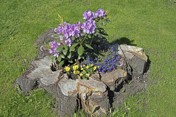 Flowers, Rhododendron in old tree stump, Catawbiense Grandiflorum, Blossoms, Federal Republic of Germany