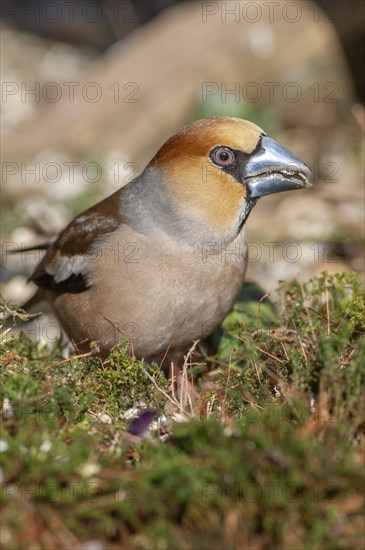Grosbeak (Coccothraustes coccothraustes) lying on the moss on the ground in the forest in winter. Bas-Rhin, Alsace, Grand Est, France, Europe