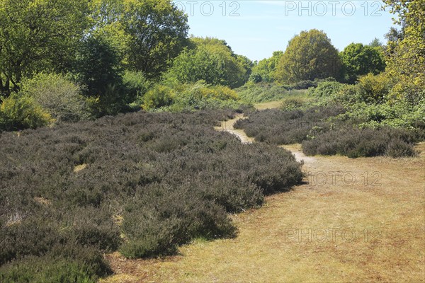Sandlings heathland vegetation Suffolk Coast and Heaths, Shottisham, Suffolk, England, UK