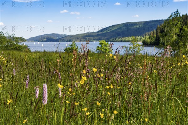 Lake and mountains in summer, Schluchsee, Black Forest, Baden-Württemberg, Germany, Europe