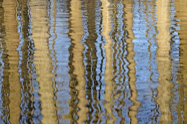 Reflection of deciduous trees on the water surface, North Rhine-Westphalia, Germany, Europe