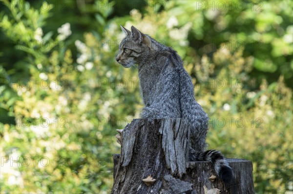 A grey wildcat sitting on a tree stump in the forest, wildcat (Felis silvestris), kittens, Germany, Europe