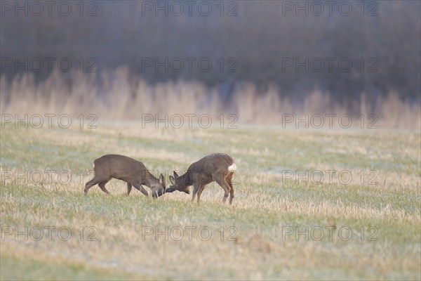 Roe deer (Capreolus capreolus) two adult male bucks rutting on grassland, Suffolk, England, United Kingdom, Europe