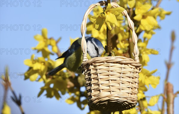 Blue tit (cyanistes caeruleusim) eating sunflower seeds in spring, Germany, Europe