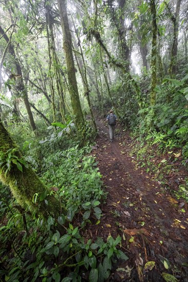 Hiker, tourist on a hiking trail in the rainforest, dense vegetation, Monteverde cloud forest, Monte Verde, Puntarenas province, Costa Rica, Central America