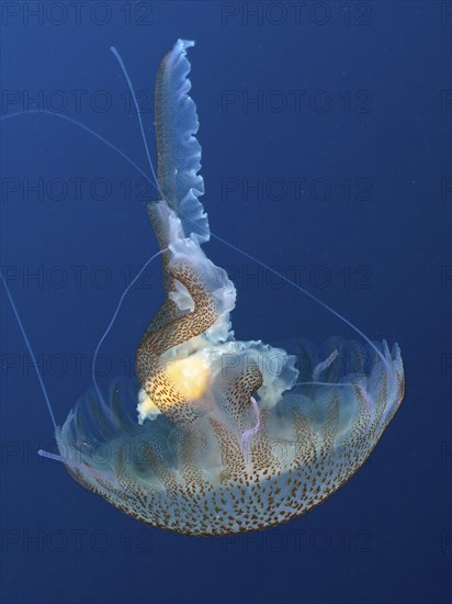 Luminous jellyfish (Pelagia noctiluca) floats in the deep blue ocean with elegant tentacles. Dive site Giens Peninsula, Provence Alpes Côte d'Azur, France, Europe. Unicoloured blue background, Europe