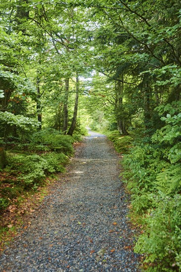Hiking trail to Mount Lusen in late summer, Bavarian Forest, Bavaria, Germany, Europe
