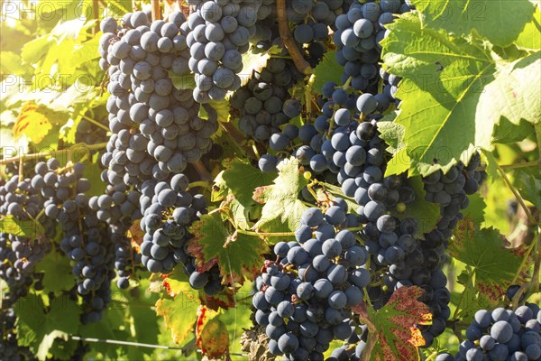 Ripe Dornfelder grapes in the Palatinate. The 2023 vintage is exceptionally good
