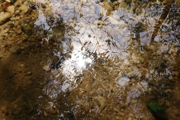 Late summer impression, reflection in a lake, Bavaria, Germany, Europe