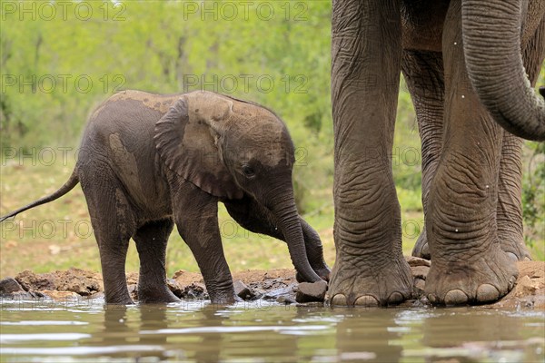 African elephant (Loxodonta africana), young animal, calf, baby elephant, mother, young animal with mother, at the water, drinking, Kruger National Park, Kruger National Park, South Africa, Africa