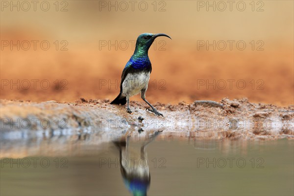 White-bellied Sunbird (Cinnyris talatala), adult, male, at the water, Kruger National Park, Kruger National Park, Kruger National Park South Africa