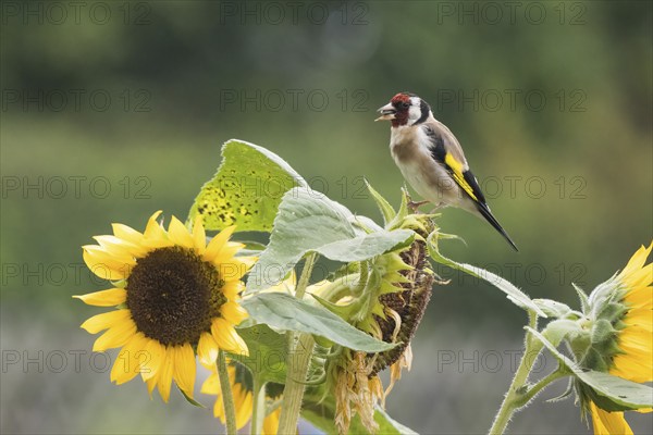 A goldfinch (Carduelis carduelis) sitting on a sunflower in the countryside, eating a sunflower seed, Hesse, Germany, Europe