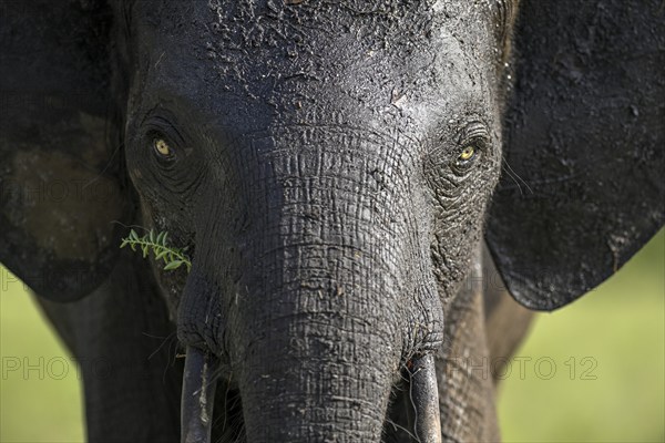 African forest elephant (Loxodonta cyclotis) in Loango National Park, Parc National de Loango, portrait, Ogooué-Maritime Province, Gabon, Africa