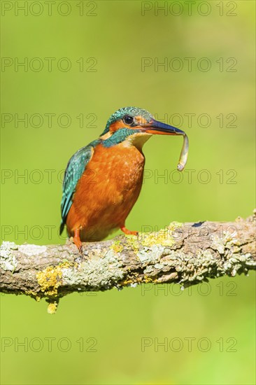 Common kingfisher (Alcedo atthis) with preyed fish sitting on a branch with autumncolours, wildife, Catalonia, Spain, Europe